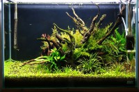 /album/aquarios-plantados/aquario-plantado-6-jpg/